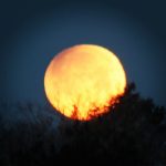 A full moon setting behind some trees in the dark.