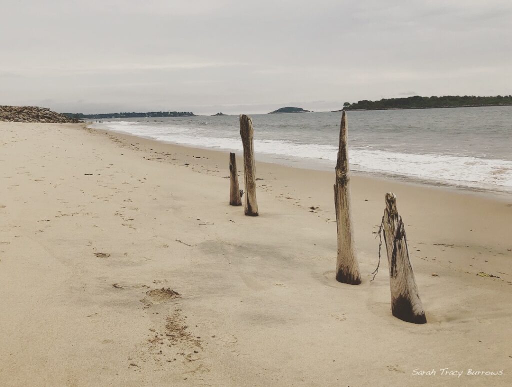 A beach with some trees on the sand