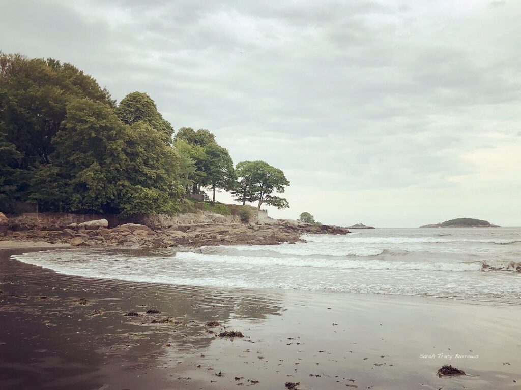 A beach with trees and water on the shore.