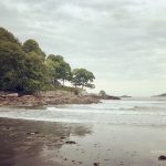 A beach with trees and water on the shore.