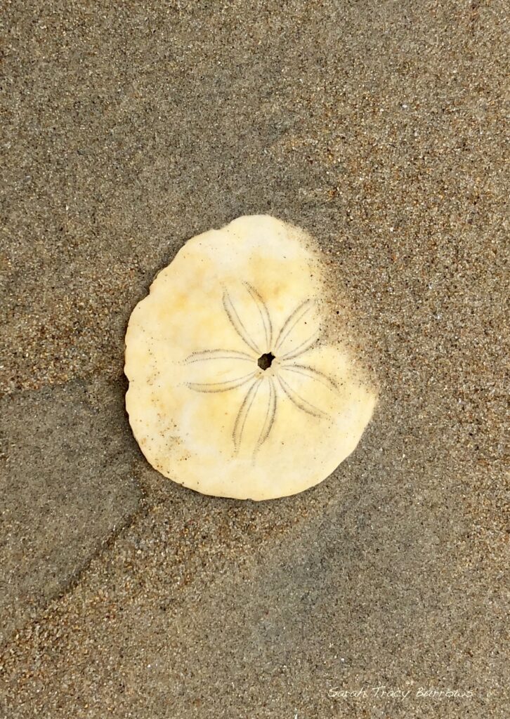 A sand dollar is shown on the ground.