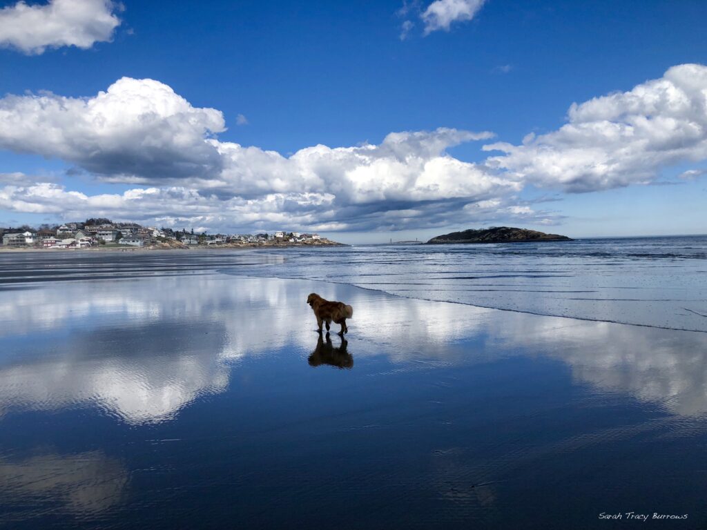 A dog standing on the beach looking at the water