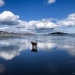 A dog standing on the beach looking at the water