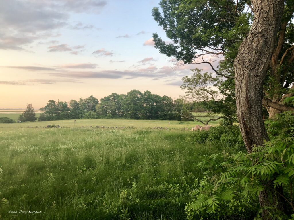 A field with trees and grass in the background.