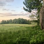 A field with trees and grass in the background.