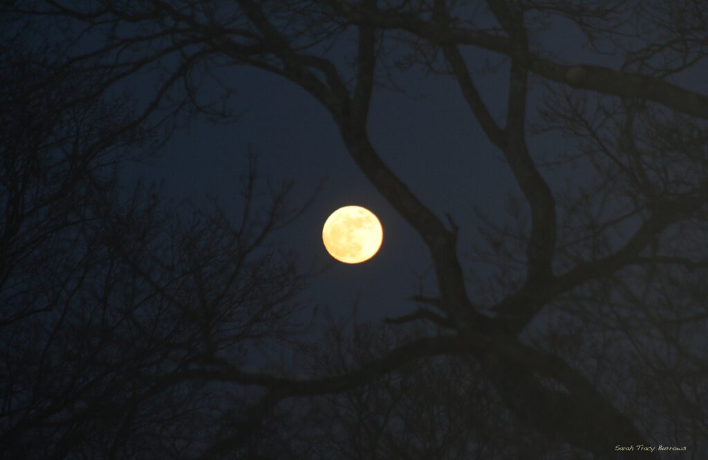 A full moon is seen in the night sky.