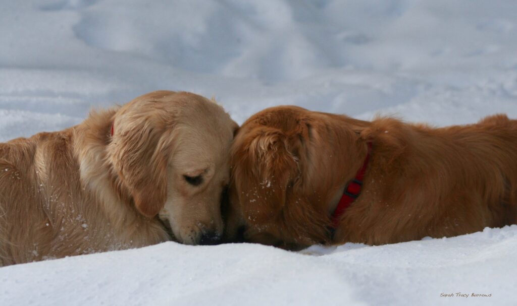 Two dogs laying in the snow with their heads on each other 's chest.