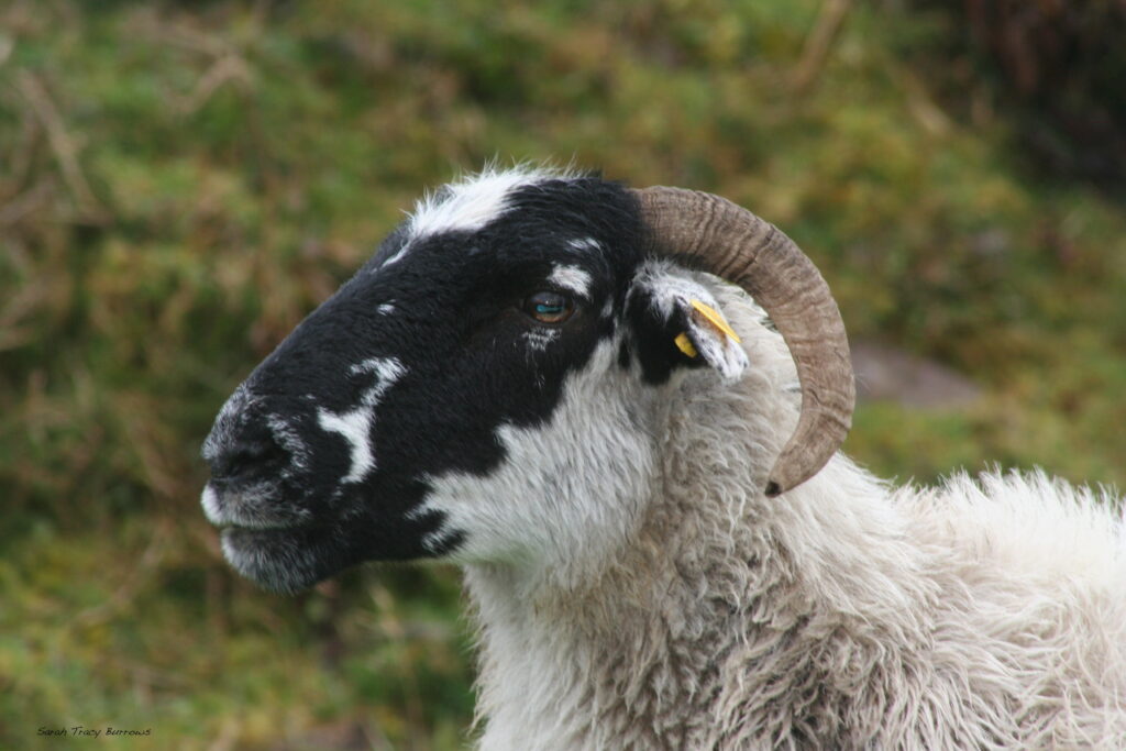 A ram with black and white fur is looking at the camera.