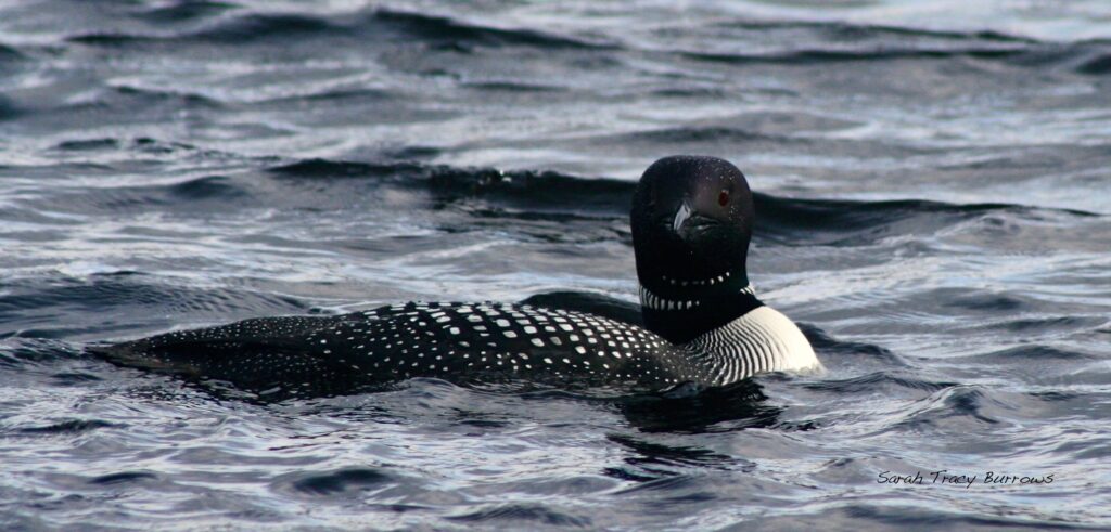 A black and white duck swimming in the water.