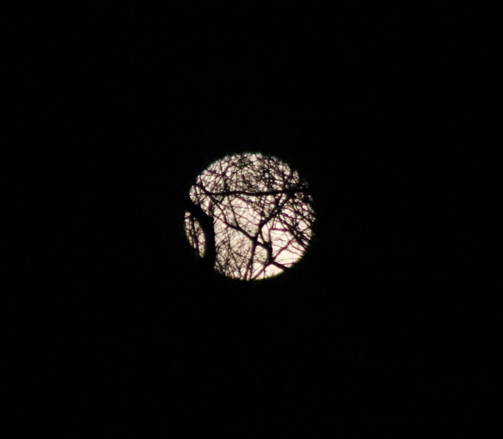 A tree is seen through the window of an outside camera.